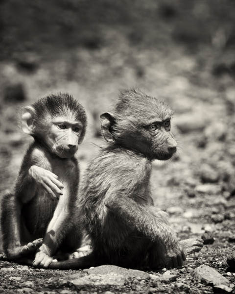baboons babies