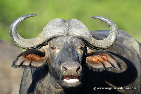 Buffalo Ears