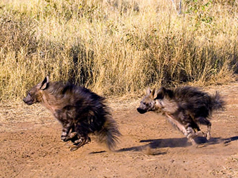 http://www.kruger-2-kalahari.com/images/CM-Brown-Hyenas-425.jpg