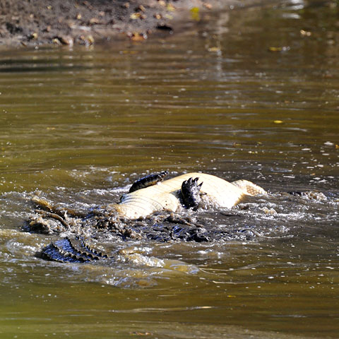 Crocodiles Fighting