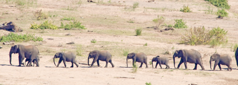 Marching Elephants