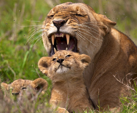  - GH-Lioness-cub