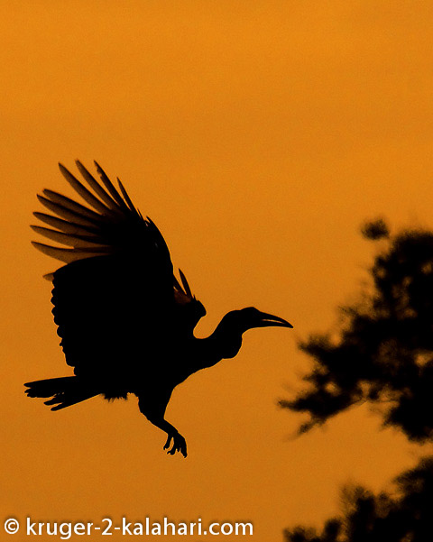 Hornbill Silhouette