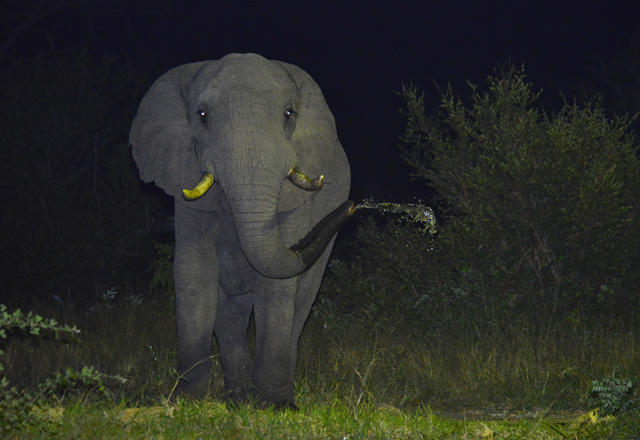 Hoyo-Hoyo-night-elephant.jpg