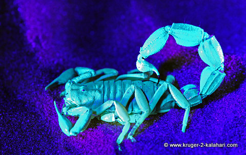 Scorpion-under-UV_MAR4220_IJFR.jpg