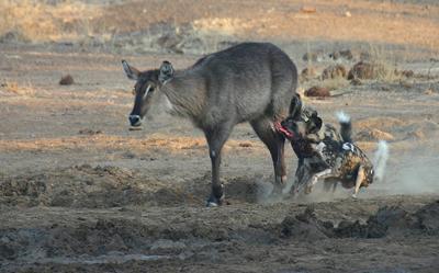 http://www.kruger-2-kalahari.com/images/not-for-sensitive-viewers-21280563.jpg