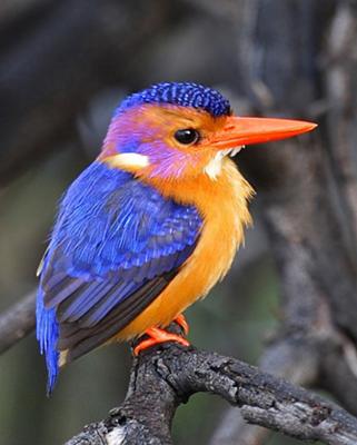 Pygmy Kingfisher