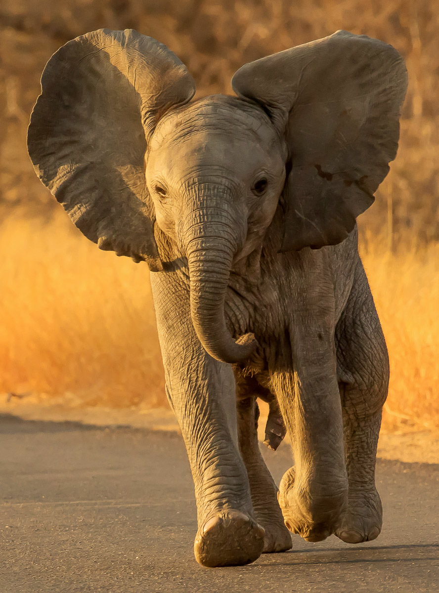 kruger national park safari elephants