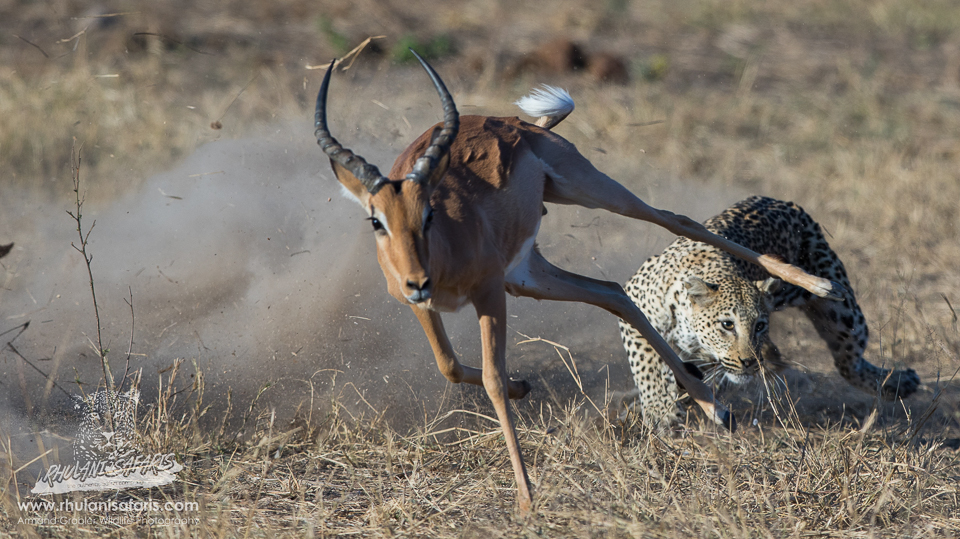 The De Laporte Leopard - Fine-tuned Waterhole Take-aways!