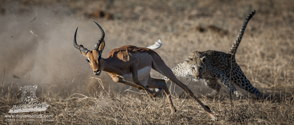 The De Laporte Leopard - fine-tuned waterhole take-aways!