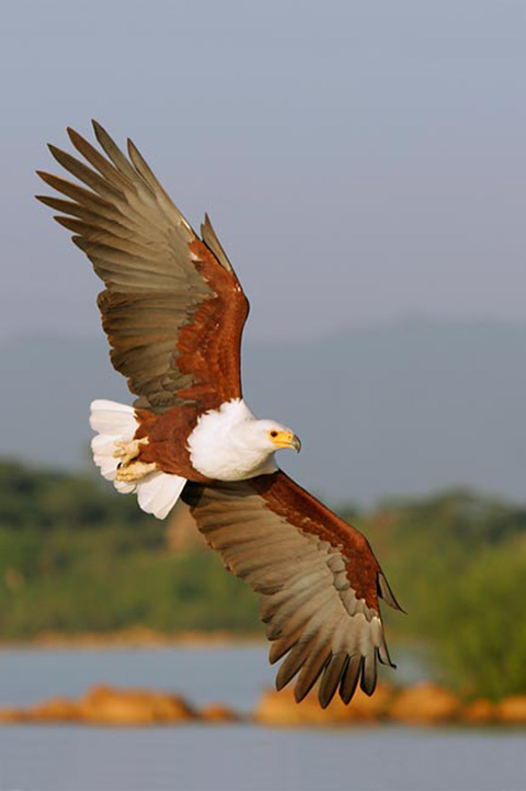 the art of bird photography arthur morris