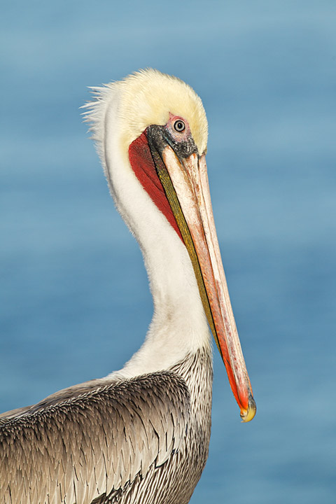 the art of bird photography arthur morris