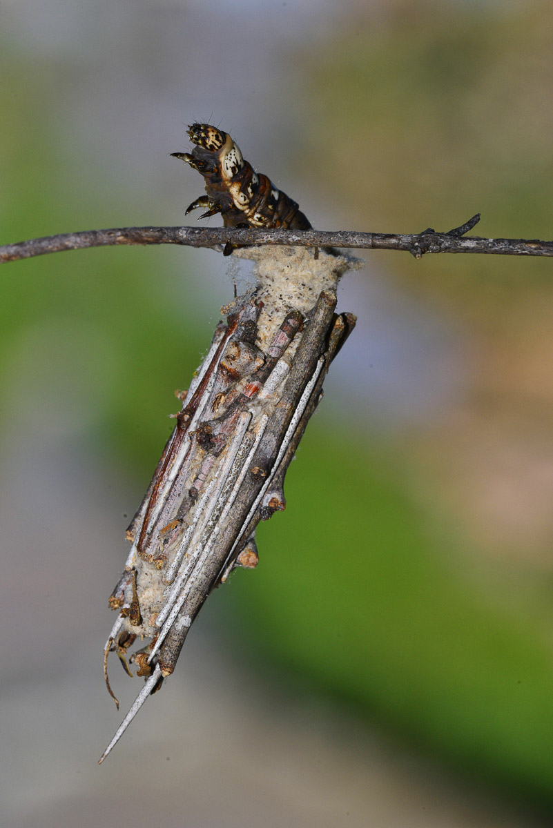 Insects Spiders and Scorpions of the Kruger Park provide great photos