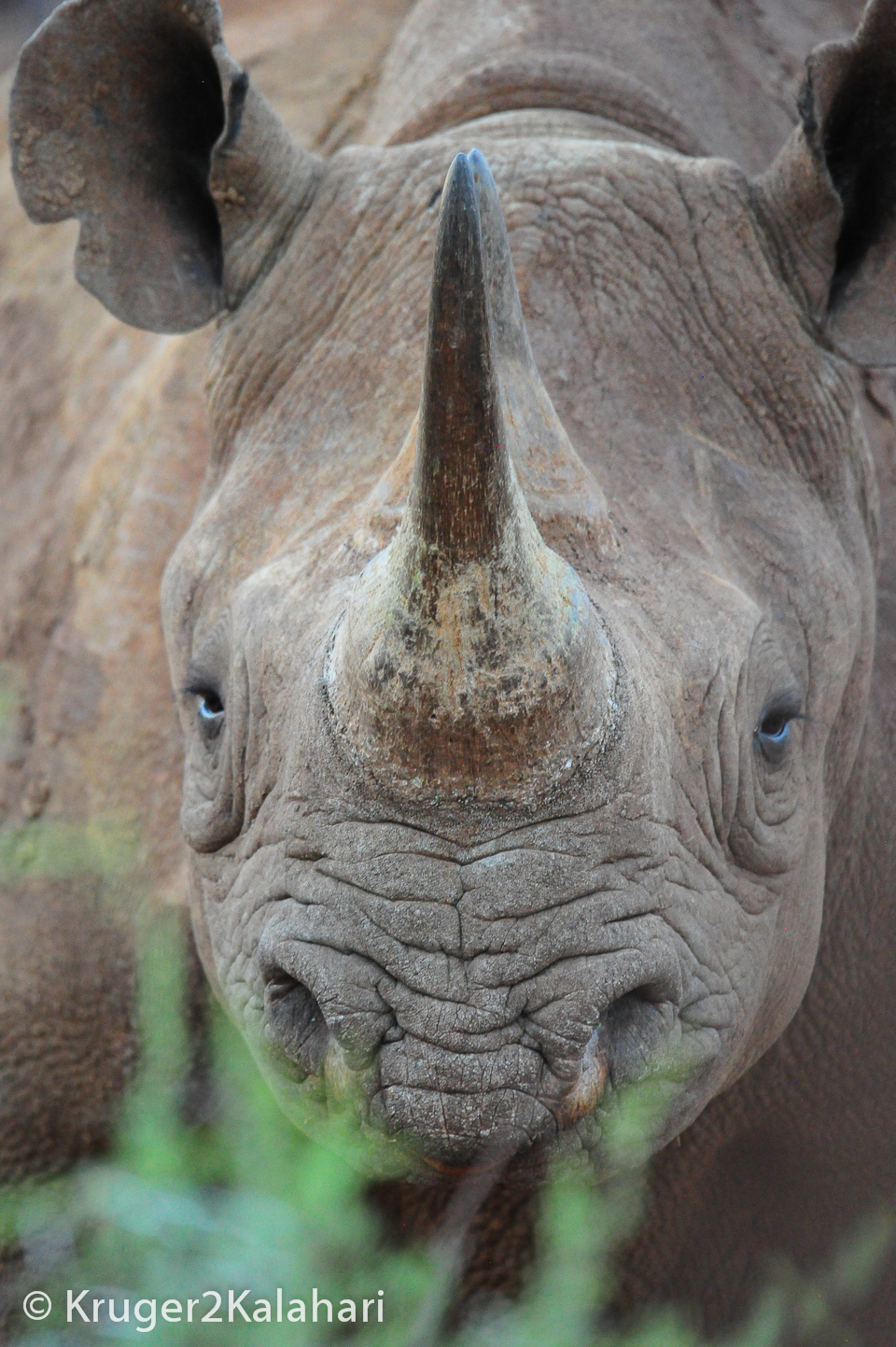 Photographing Rhinos in African national parks & game reserves