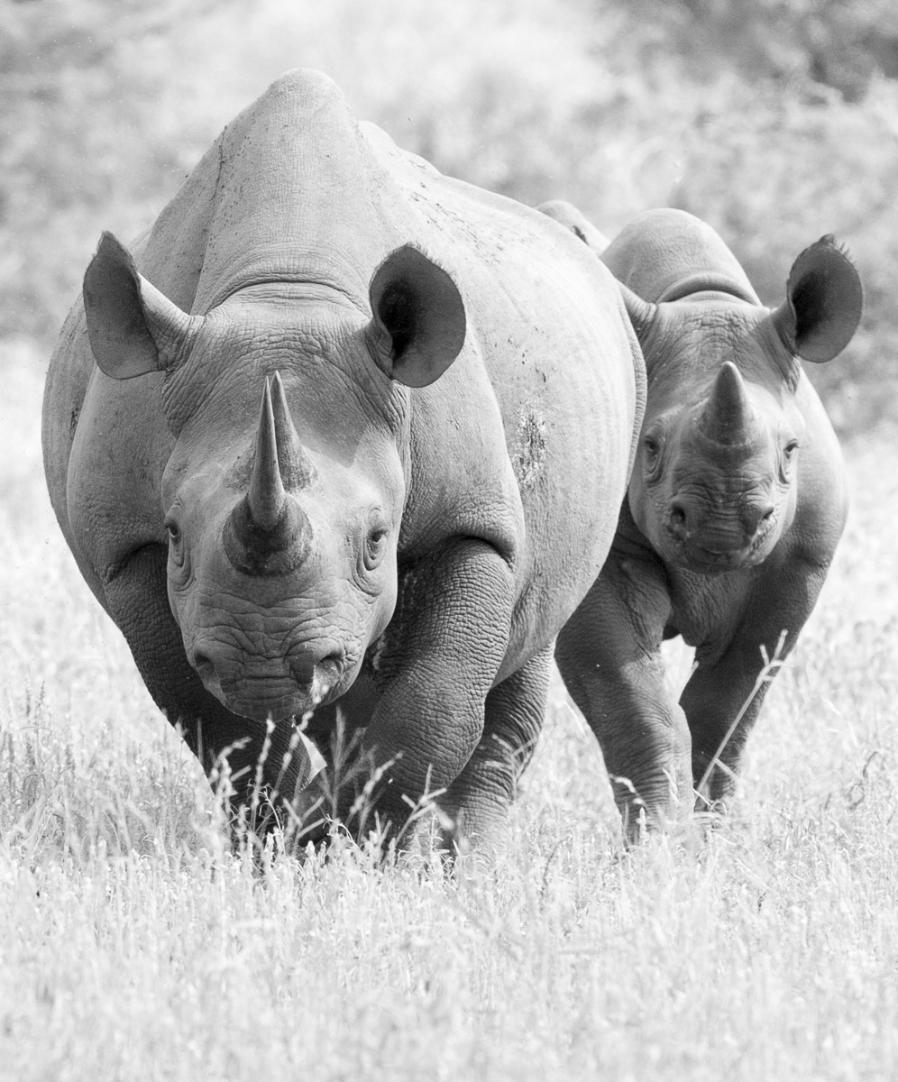 Rhinos of the Kruger National Park are found mainly in the south.