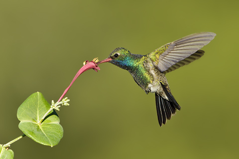 Broad-billed Hummingbird