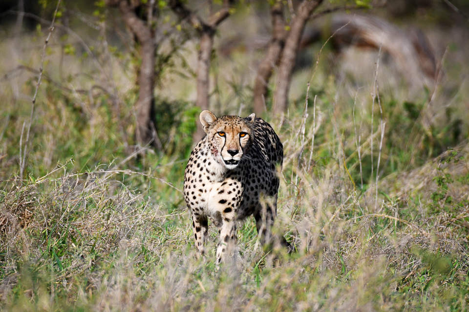 Kruger Park Trip Report: Dec 2017 - Big-5, Cheetah, Wild Dogs & More!