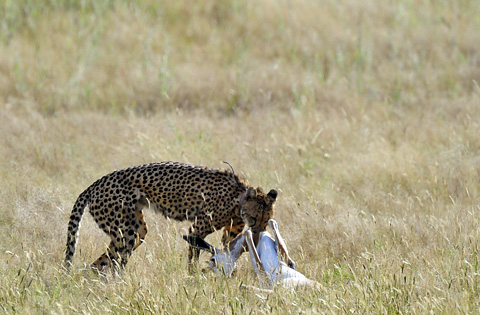 Kgalagadi Trip Report 2011 - April 9 - 23