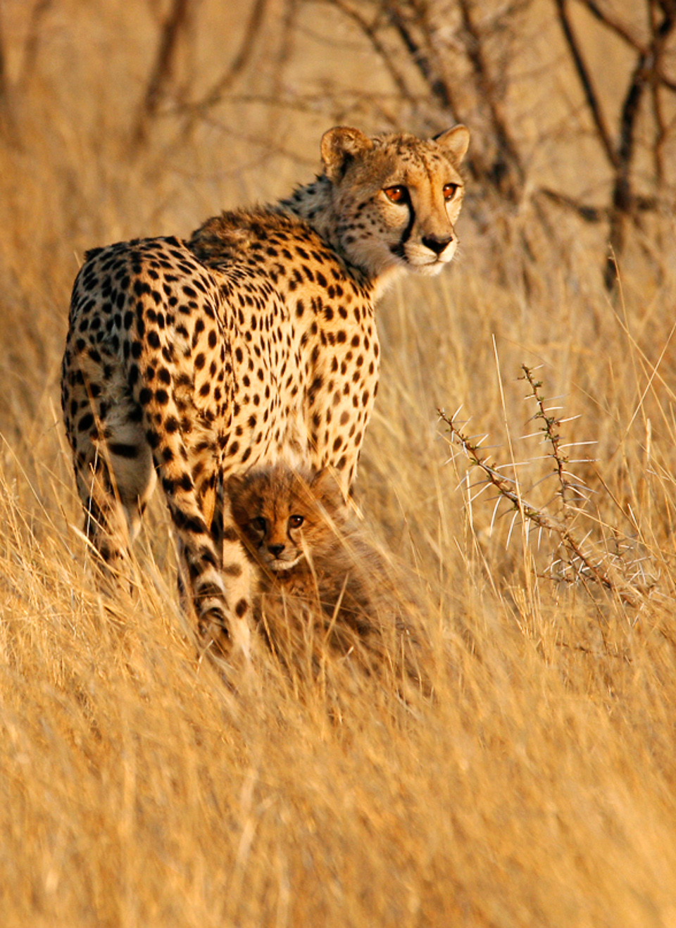 Photographing Cheetahs in African National Parks and Game Reserves