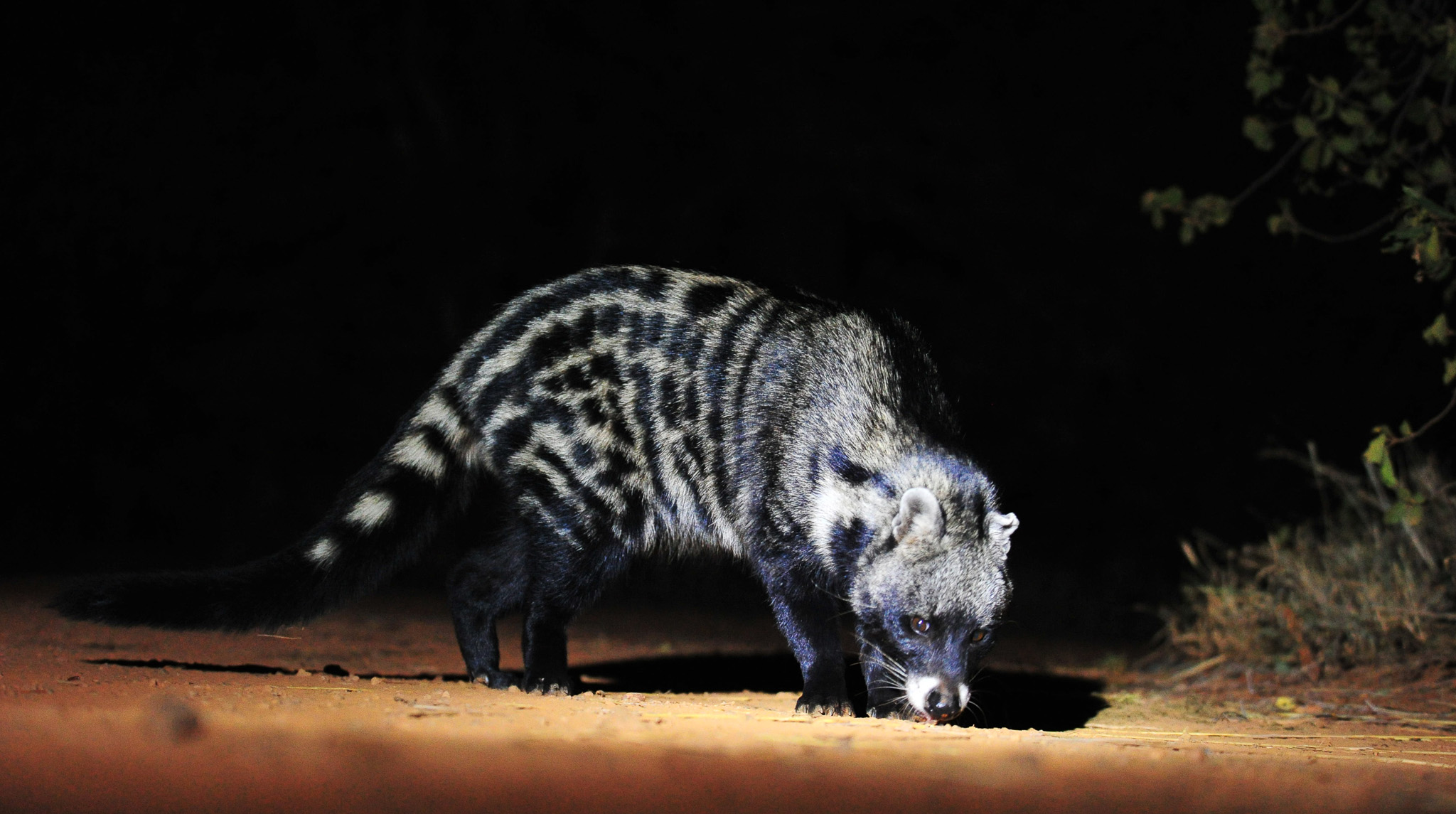 Jonny Motsieloa - Mosetlha Bush Camp's head field guide