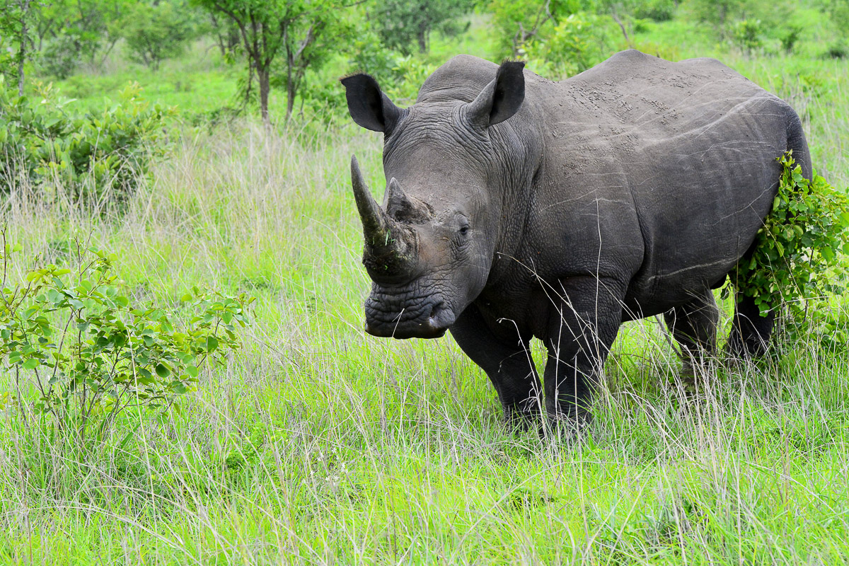 Distinctly Africa Manyeleti Trip Report: 3 days of amazing sightings!