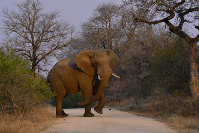 Kruger Trip Report - September 2013 - 3 days on a self-drive photo safari