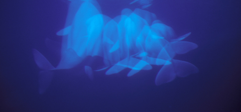 FP-Multiple-exposure-Beluga-whale-near-water-surface-Canada