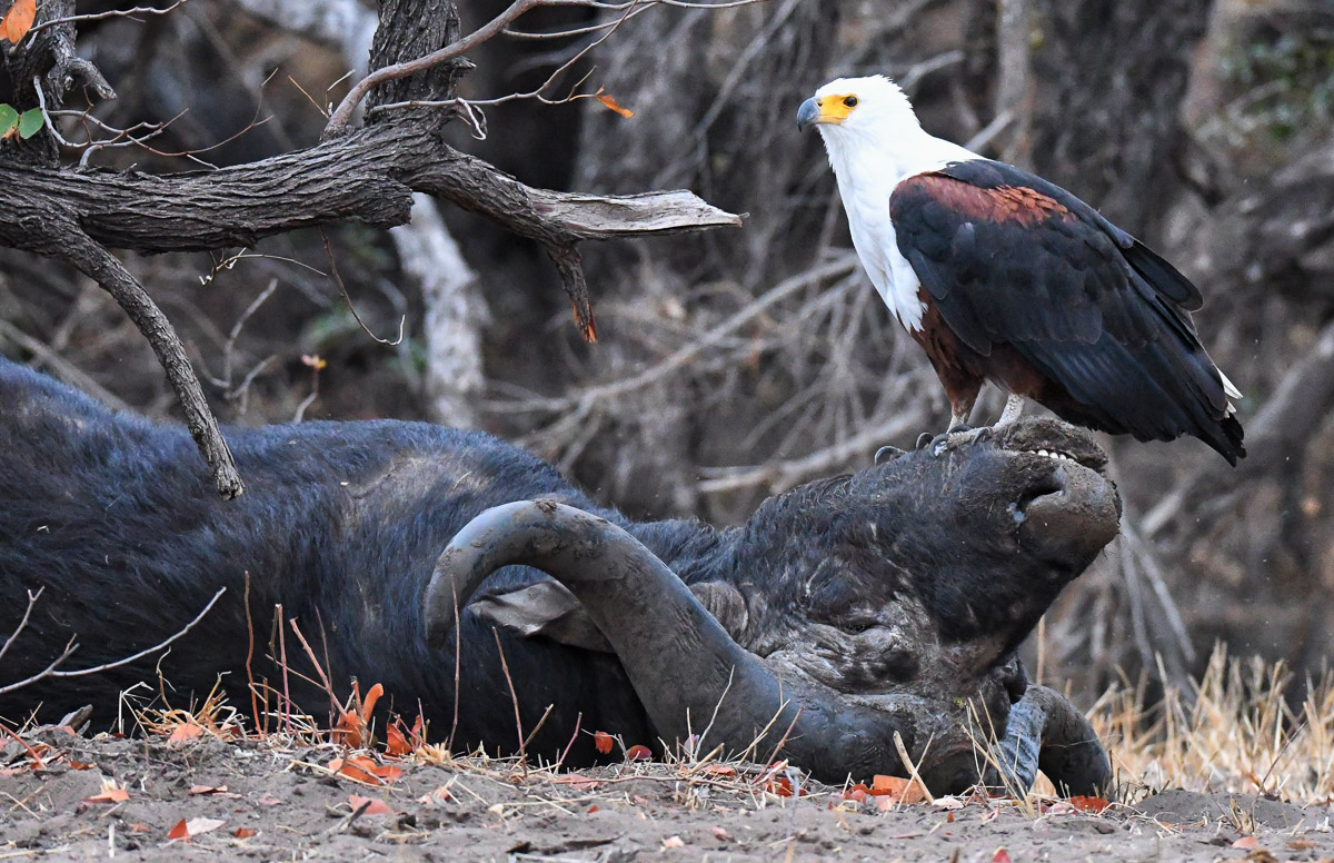 Fish-eagle-on-buffalo-DSC_1783_IJFR.jpg