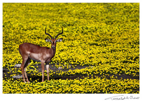 black-faced impala in Etosha