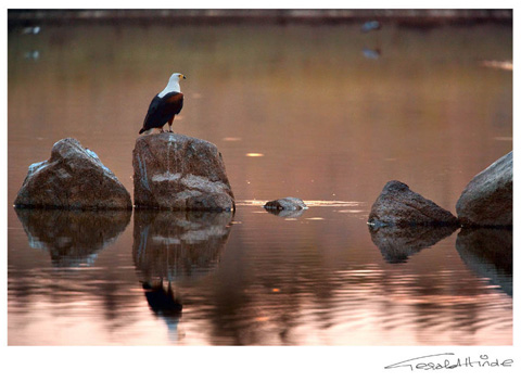 fish eagle at sunset