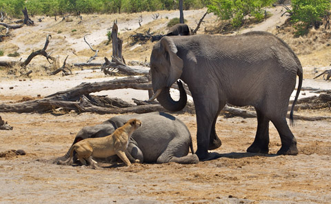 lioness and elephant interaction