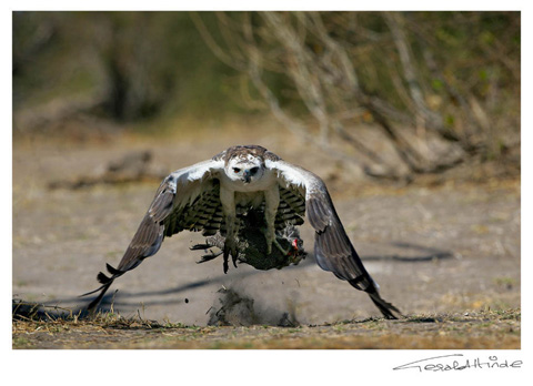 Martial eagle snatching guinea-fowl