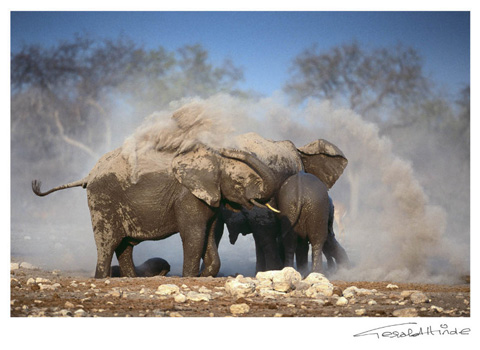 white dust Etosha