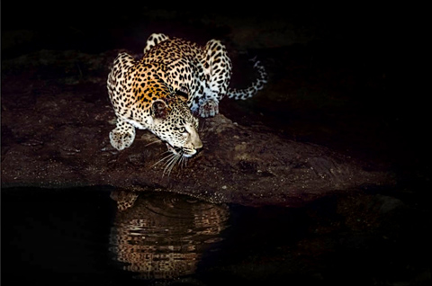 leopard drinking