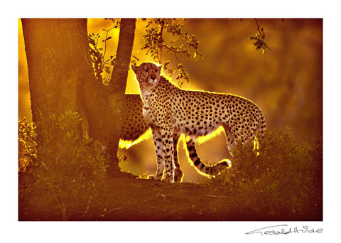 Cheetah at dusk