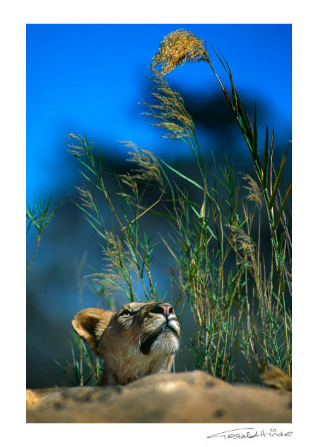 Lioness looking up