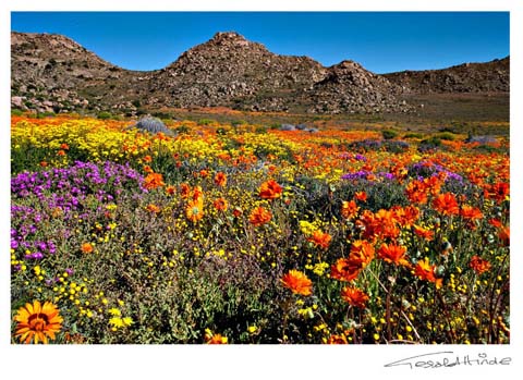 west-coast flowers