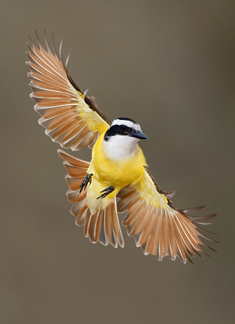 Great Kiskadee