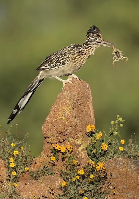 Greater Roadrunner