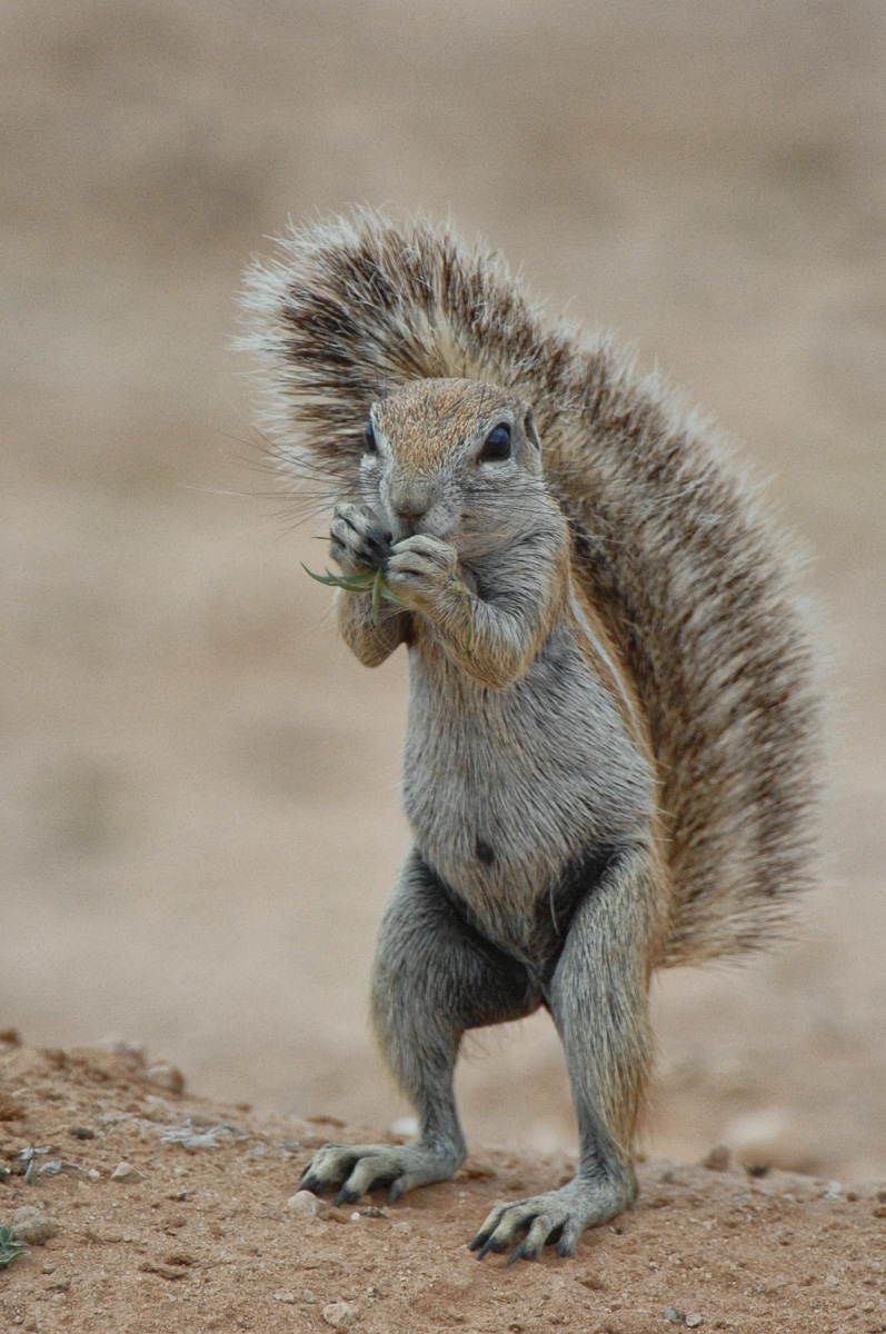 Nossob is one of three main camps in the Kgalagadi