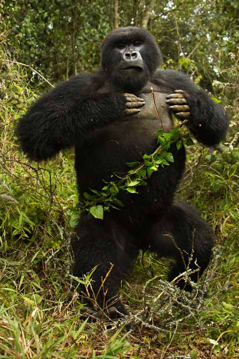 chimpanzee attack gorillas
