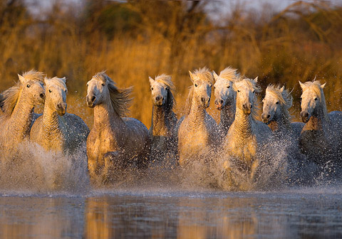 horses of the camargue in France