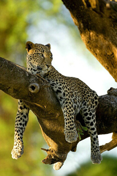 leopard in tree