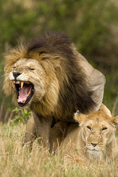 mating lions