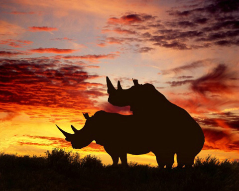 Mating Rhinos silhouette