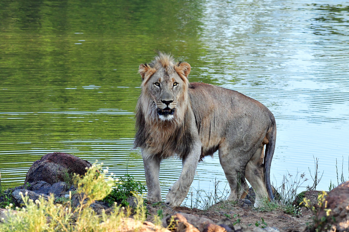 Madikwe River Lodge Trip Report