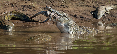 Kruger Trip Report - December-2009