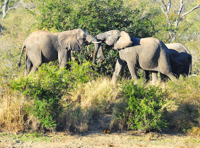 Kambaku Lodge in the Timbavati, which is famous for White Lion sightings