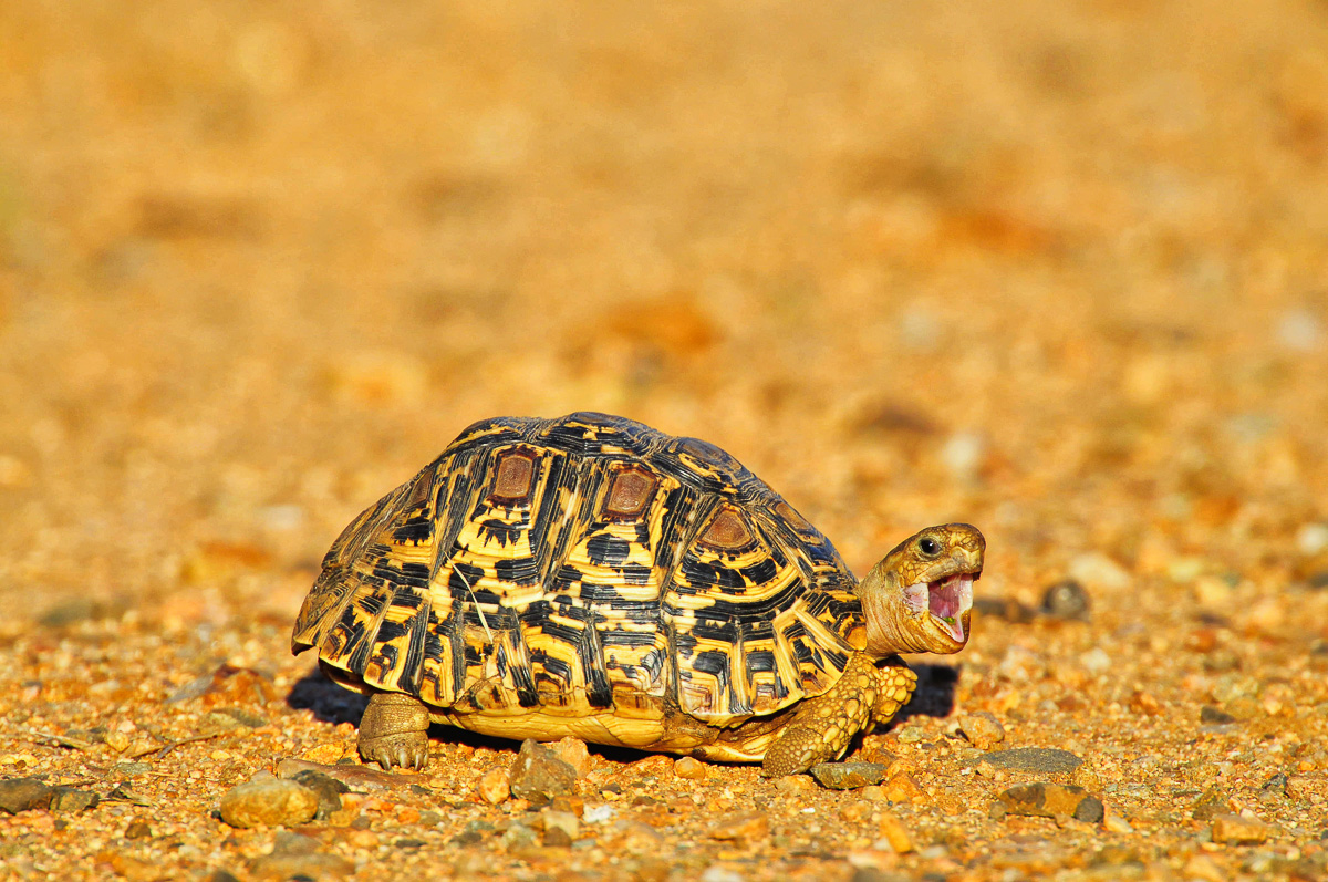 Reptiles of the Kruger National Park can make exciting photo subjects