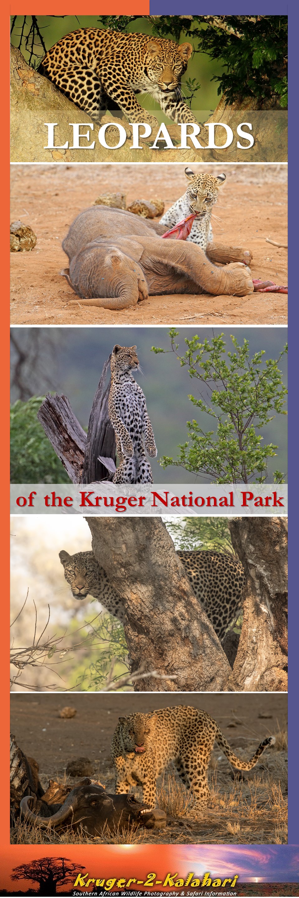 Leopards of the Kruger National Park, the most elusive of the big-five